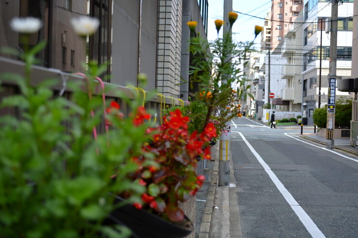 福岡散歩日誌：花と街