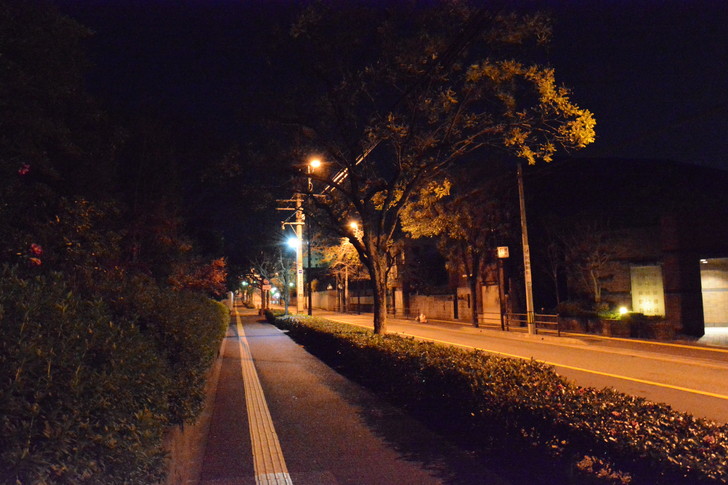 【福岡散歩日誌4】深夜の浄水通り：並木道