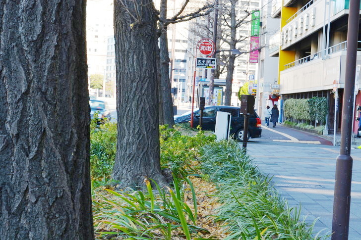 【福岡散歩日誌8】昼の昭和通り「天神橘口交差点～博多川通り」を散歩【12月】：並木
