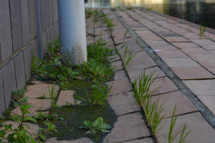 【福岡散歩日誌8】昼の昭和通り「天神橘口交差点～博多川通り」を散歩【12月】：草
