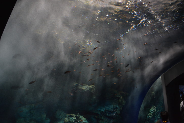 「マリンワールド」と「志賀島」を散歩：いきなり水族館って感じ