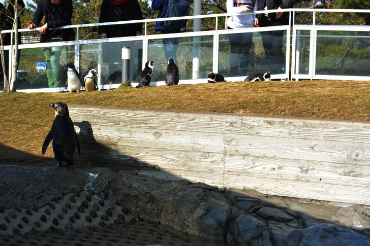 「マリンワールド」と「志賀島」を散歩：ペンギン