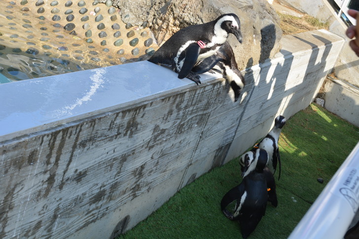「マリンワールド」と「志賀島」を散歩：たくさんのペンギン