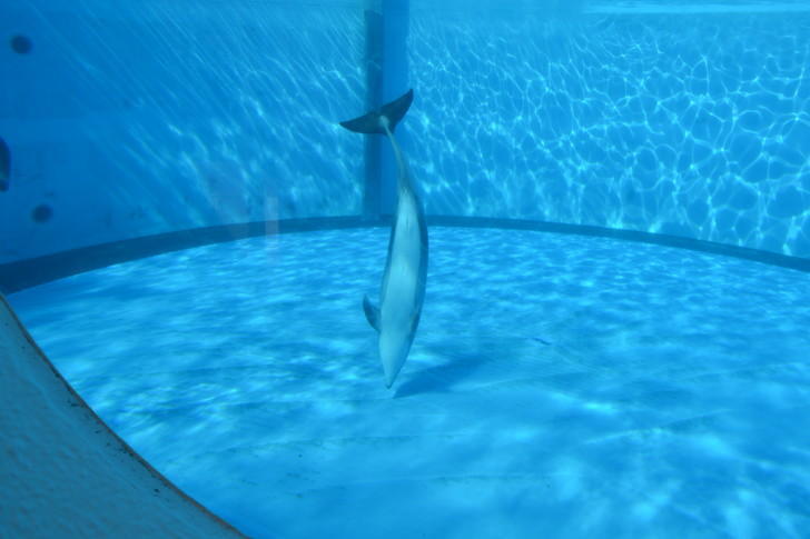 「マリンワールド」と「志賀島」を散歩：直立するイルカ