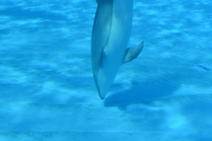 「マリンワールド」と「志賀島」を散歩：直立するイルカ