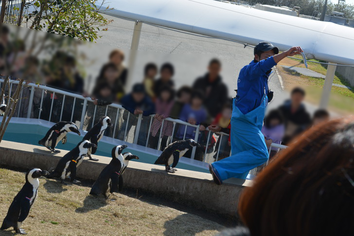 「マリンワールド」と「志賀島」を散歩：ペンギンの餌やりショーのワンシーン