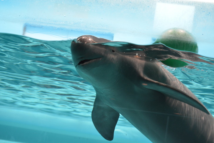 「マリンワールド」と「志賀島」を散歩：イルカ