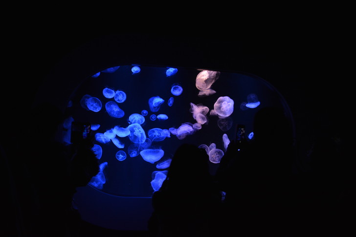 「マリンワールド」と「志賀島」を散歩：クラゲ