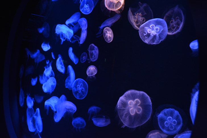 「マリンワールド」と「志賀島」を散歩：たくさんのクラゲが浮遊している
