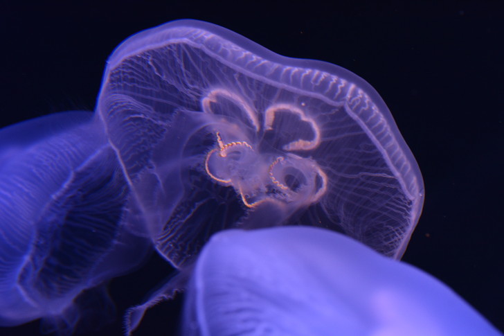 「マリンワールド」と「志賀島」を散歩：幻想的・・・