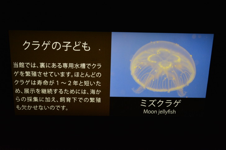 「マリンワールド」と「志賀島」を散歩：さて、次は子供のクラゲです