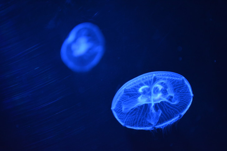 「マリンワールド」と「志賀島」を散歩：子供のクラゲ