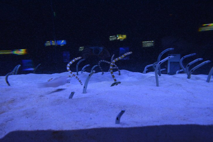 「マリンワールド」と「志賀島」を散歩：チンアナゴ