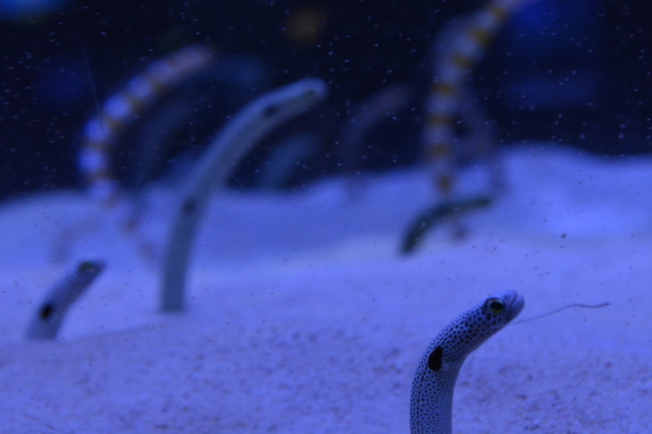 「マリンワールド」と「志賀島」を散歩：チンアナゴ