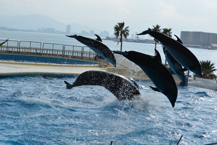 「マリンワールド」と「志賀島」を散歩：飛ぶイルカ