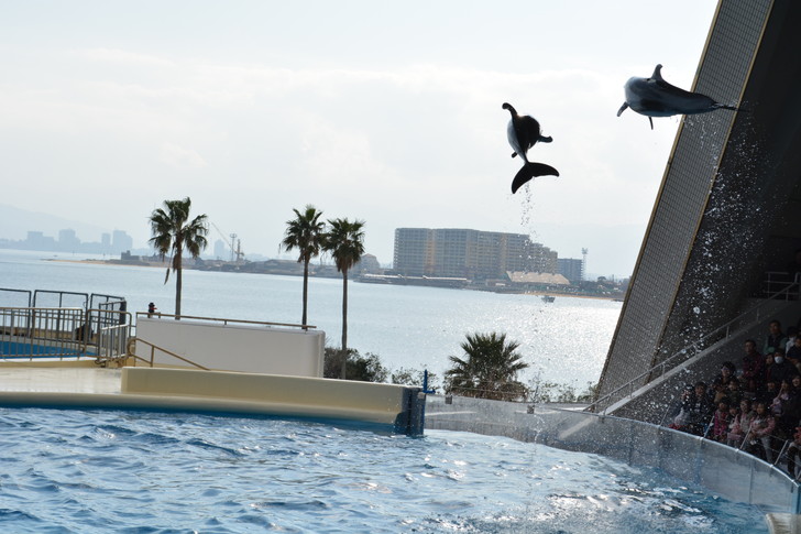 「マリンワールド」と「志賀島」を散歩：めっちゃ高く飛ぶイルカ