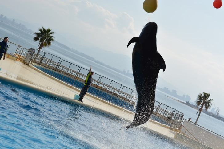 「マリンワールド」と「志賀島」を散歩：クジラも飛ぶ（確かクジラだったはず）