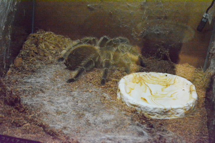 「マリンワールド」と「志賀島」を散歩：タランチュラ（本物）