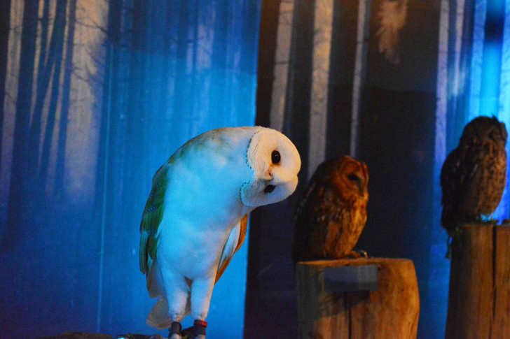 「マリンワールド」と「志賀島」を散歩：フクロウ