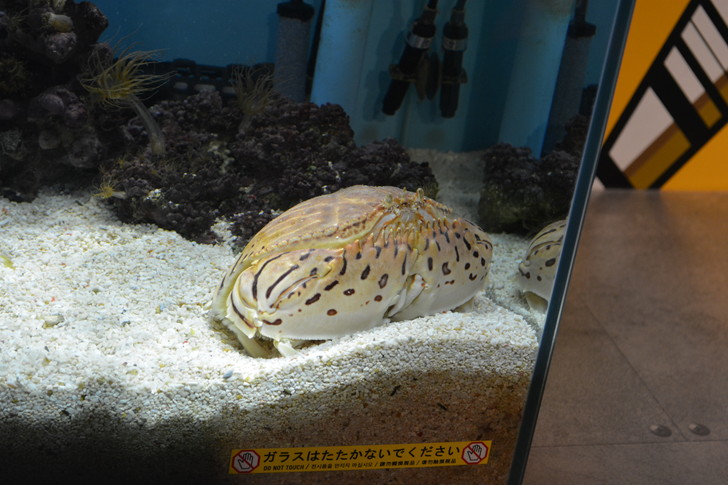 「マリンワールド」と「志賀島」を散歩：なんかカニみたいな奴