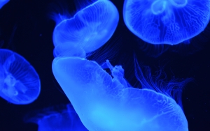 リニューアル後の「海の中道 マリンワールド」をひたすら散歩