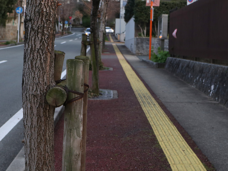 霊園周りのちょっと不思議な空間「福岡市中央区“平和”」を散歩：歩道と木