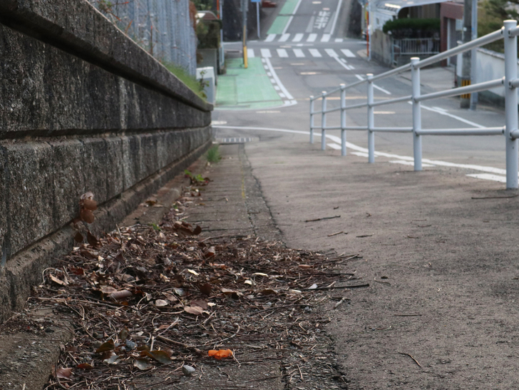 霊園周りのちょっと不思議な空間「福岡市中央区“平和”」を散歩：落ち葉と歩道