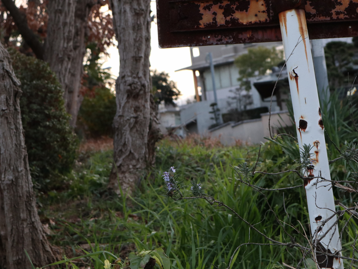 霊園周りのちょっと不思議な空間「福岡市中央区“平和”」を散歩：「錆びた看板」と「植物」の組み合わせが好き