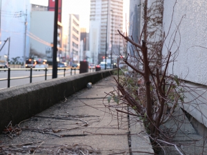 【長浜・中央区港】長浜ラーメン発祥の地を歩く