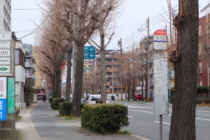 【福岡市南区塩原】区役所周りの落ち着いた通りをゆったり散歩