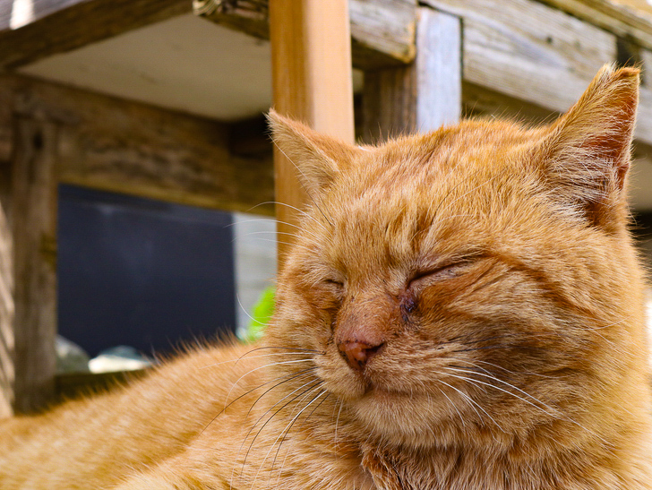 島民328人に対し「猫民100匹」！「相島（あいのしま）」に行ってきた：すごい眠そう