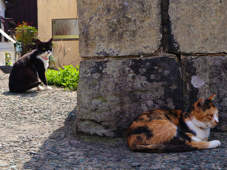 島民328人に対し「猫民100匹」！「相島（あいのしま）」に行ってきた：猫と猫