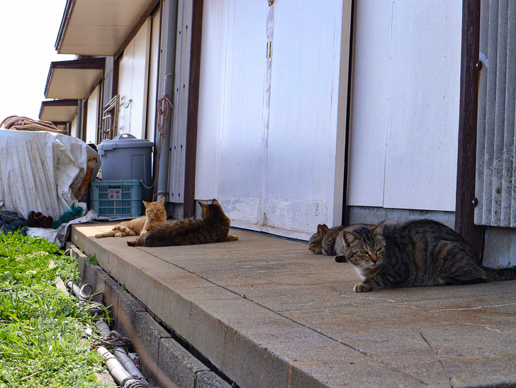 島民328人に対し「猫民100匹」！「相島（あいのしま）」に行ってきた：退屈そうなたくさんの猫