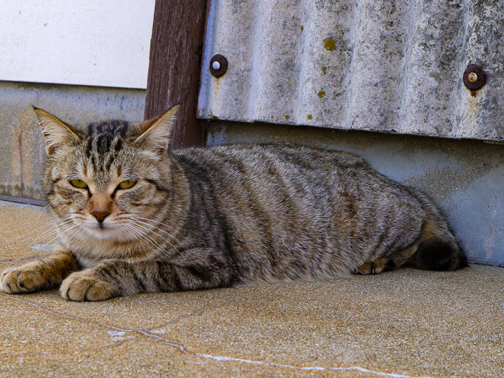 島民328人に対し「猫民100匹」！「相島（あいのしま）」に行ってきた：眠そう