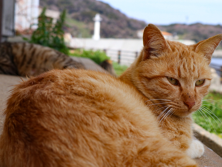 島民328人に対し「猫民100匹」！「相島（あいのしま）」に行ってきた：猫
