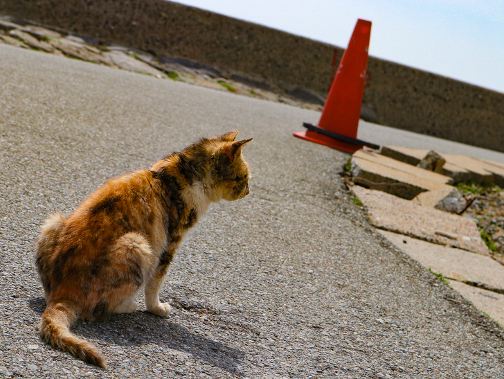 島民328人に対し「猫民100匹」！「相島（あいのしま）」に行ってきた：小ぶりな猫
