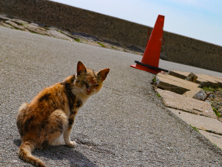 島民328人に対し「猫民100匹」！「相島（あいのしま）」に行ってきた：顔が傷だらけ