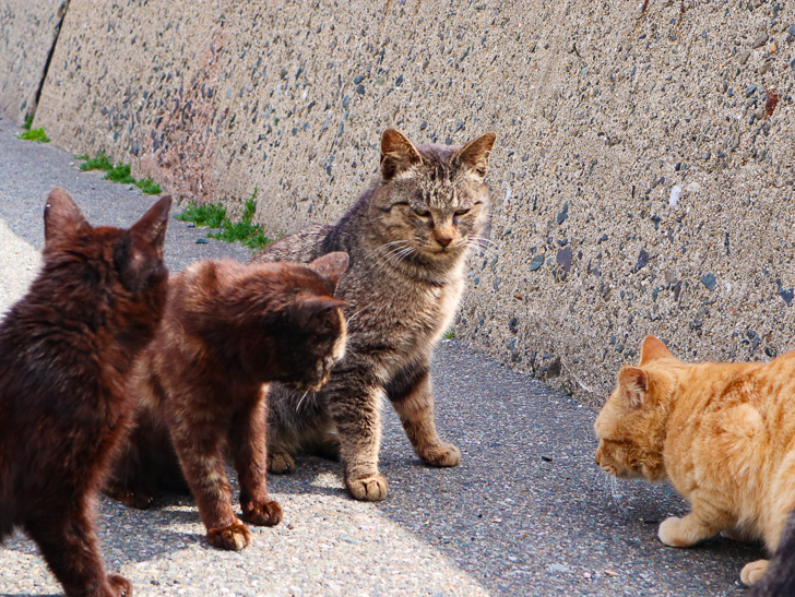 島民328人に対し「猫民100匹」！「相島（あいのしま）」に行ってきた：猫「なんや」