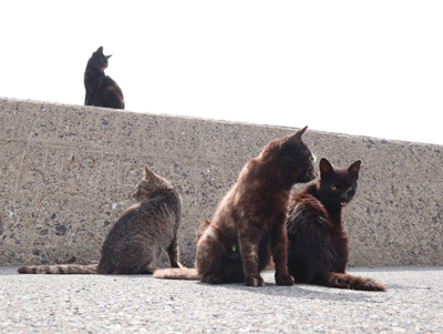 島民328人に対し「猫民100匹」！「相島（あいのしま）」に行ってきた：その場から一歩も動かない猫たち