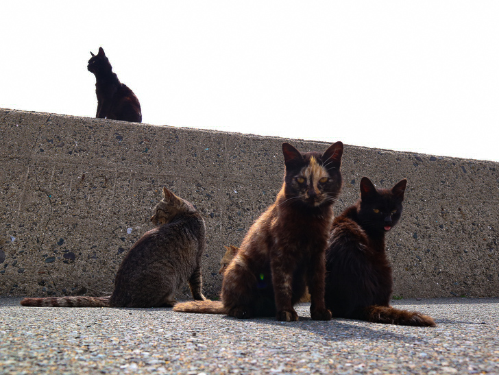 島民328人に対し「猫民100匹」！「相島（あいのしま）」に行ってきた：猫「撮ってる？」