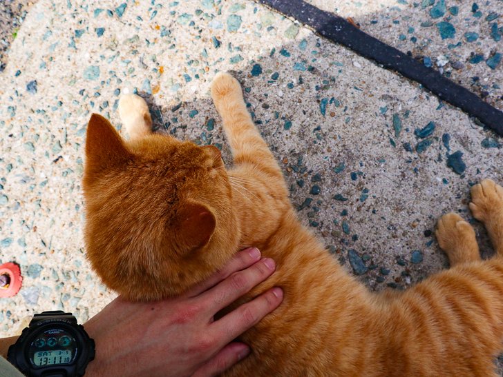 島民328人に対し「猫民100匹」！「相島（あいのしま）」に行ってきた：猫を撫でる