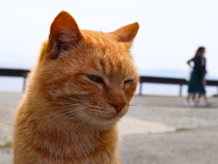 島民328人に対し「猫民100匹」！「相島（あいのしま）」に行ってきた：むっちゃ眠そう