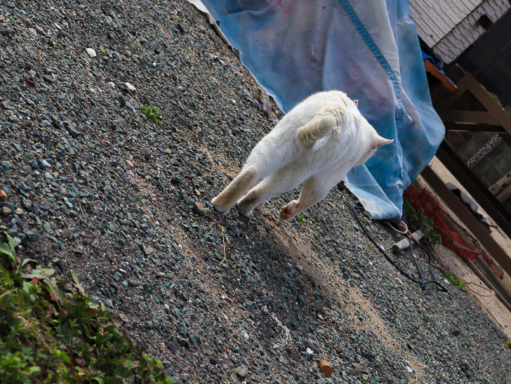 島民328人に対し「猫民100匹」！「相島（あいのしま）」に行ってきた：背中で語る猫