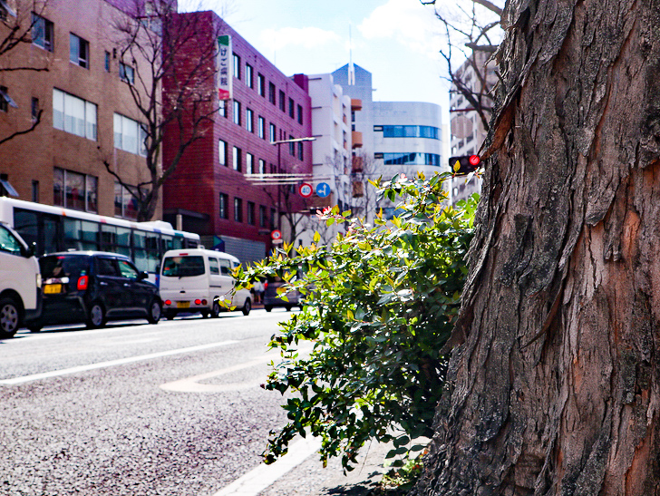 オシャレで趣のある街並み「警固交差点～大濠公園近く」までを散歩：街路樹と国体道路
