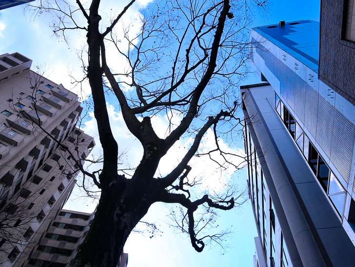 オシャレで趣のある街並み「警固交差点～大濠公園近く」までを散歩：街路樹と青空