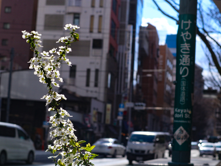 オシャレで趣のある街並み「警固交差点～大濠公園近く」までを散歩：けやき通りと花