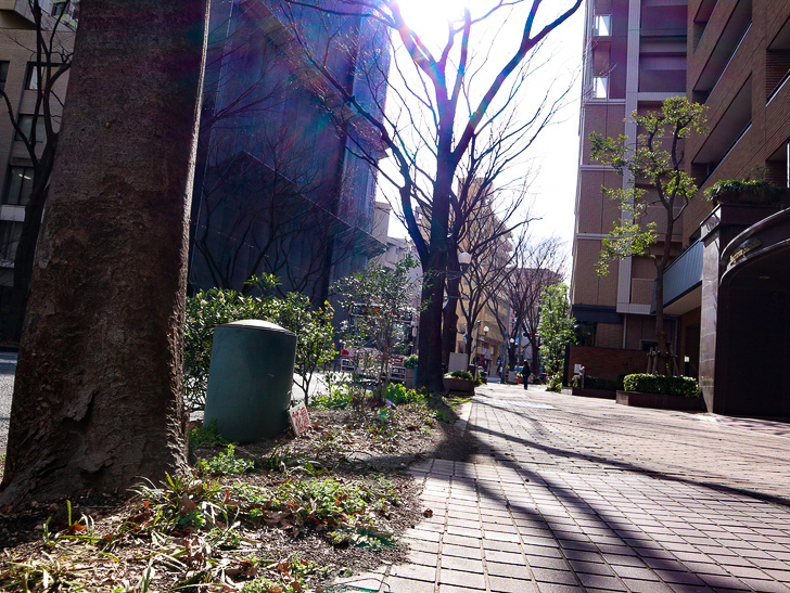 オシャレで趣のある街並み「警固交差点～大濠公園近く」までを散歩：花壇・歩道・街路樹