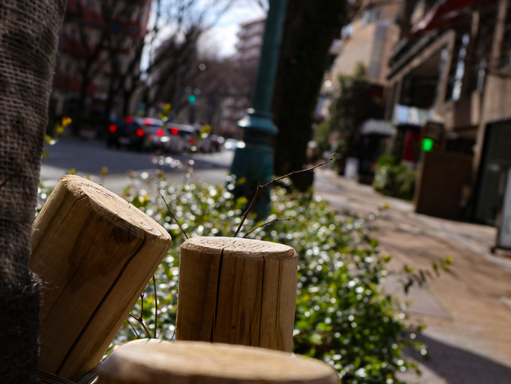オシャレで趣のある街並み「警固交差点～大濠公園近く」までを散歩：街路樹の支え