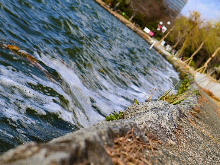 大きな池越しの都会「大濠公園」をまったり散歩：池の淵