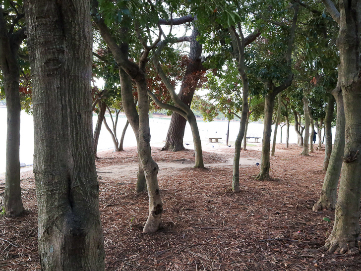 大きな池越しの都会「大濠公園」をまったり散歩：林：うねった樹木